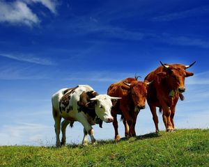Preview wallpaper cows, three, elevation, summer, grazing, grass