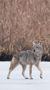 Preview wallpaper coyote, animal, gray, snow, wildlife