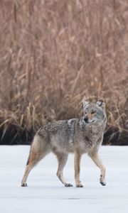 Preview wallpaper coyote, animal, gray, snow, wildlife