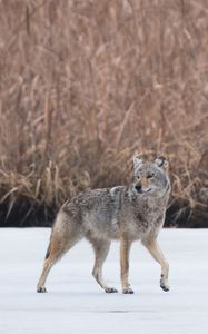 Preview wallpaper coyote, animal, gray, snow, wildlife