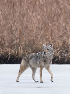 Preview wallpaper coyote, animal, gray, snow, wildlife