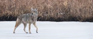 Preview wallpaper coyote, animal, gray, snow, wildlife