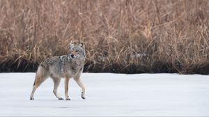 Preview wallpaper coyote, animal, gray, snow, wildlife