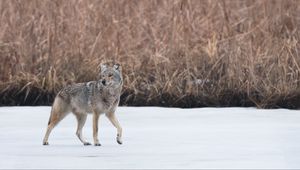 Preview wallpaper coyote, animal, gray, snow, wildlife