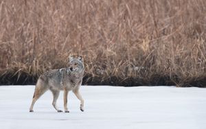 Preview wallpaper coyote, animal, gray, snow, wildlife