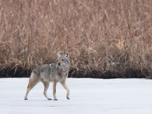 Preview wallpaper coyote, animal, gray, snow, wildlife