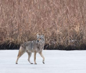 Preview wallpaper coyote, animal, gray, snow, wildlife