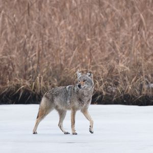 Preview wallpaper coyote, animal, gray, snow, wildlife