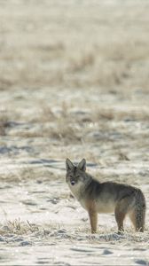 Preview wallpaper coyote, animal, gray, snow, winter, wildlife