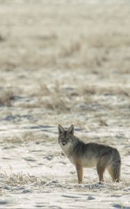 Preview wallpaper coyote, animal, gray, snow, winter, wildlife