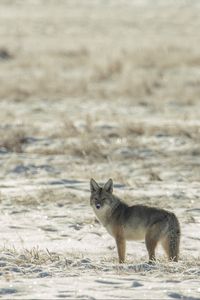 Preview wallpaper coyote, animal, gray, snow, winter, wildlife