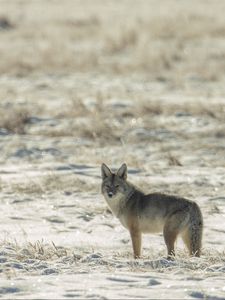 Preview wallpaper coyote, animal, gray, snow, winter, wildlife