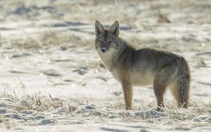 Preview wallpaper coyote, animal, gray, snow, winter, wildlife