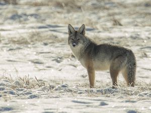 Preview wallpaper coyote, animal, gray, snow, winter, wildlife
