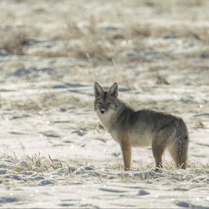 Preview wallpaper coyote, animal, gray, snow, winter, wildlife