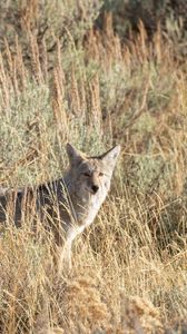 Preview wallpaper coyote, animal, gray, grass, wildlife