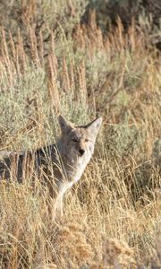 Preview wallpaper coyote, animal, gray, grass, wildlife