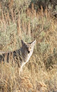 Preview wallpaper coyote, animal, gray, grass, wildlife