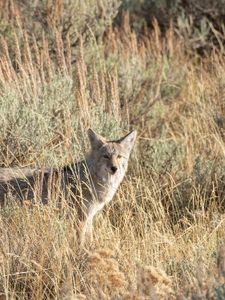 Preview wallpaper coyote, animal, gray, grass, wildlife