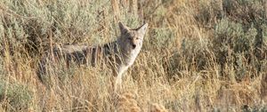 Preview wallpaper coyote, animal, gray, grass, wildlife