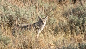 Preview wallpaper coyote, animal, gray, grass, wildlife