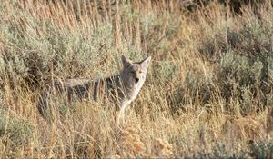 Preview wallpaper coyote, animal, gray, grass, wildlife