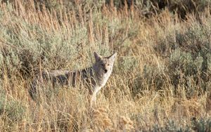Preview wallpaper coyote, animal, gray, grass, wildlife