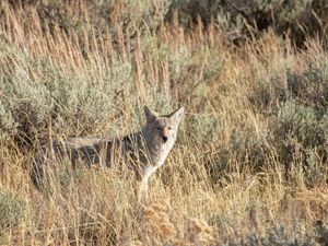 Preview wallpaper coyote, animal, gray, grass, wildlife