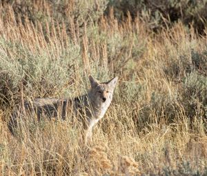 Preview wallpaper coyote, animal, gray, grass, wildlife