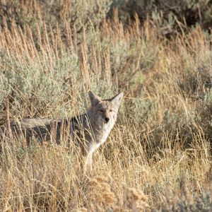 Preview wallpaper coyote, animal, gray, grass, wildlife