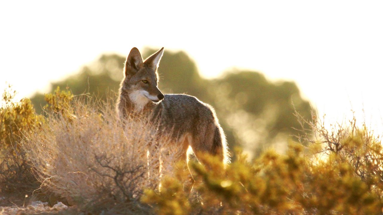 Wallpaper coyote, animal, predator, wildlife