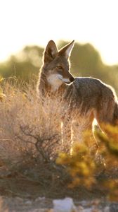 Preview wallpaper coyote, animal, predator, wildlife