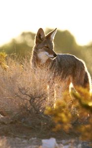 Preview wallpaper coyote, animal, predator, wildlife