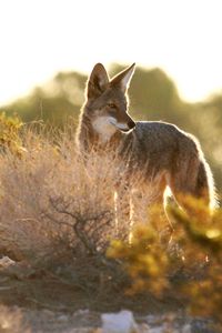 Preview wallpaper coyote, animal, predator, wildlife