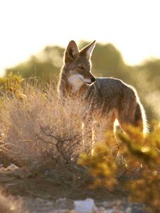 Preview wallpaper coyote, animal, predator, wildlife