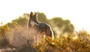 Preview wallpaper coyote, animal, predator, wildlife