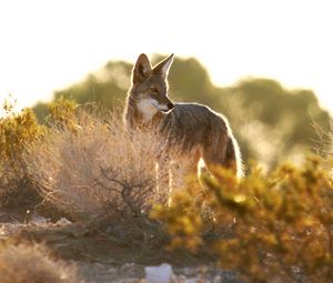 Preview wallpaper coyote, animal, predator, wildlife