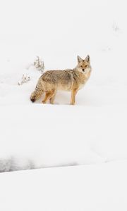 Preview wallpaper coyote, animal, snow, winter, wildlife