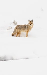 Preview wallpaper coyote, animal, snow, winter, wildlife