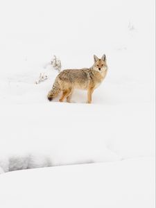 Preview wallpaper coyote, animal, snow, winter, wildlife