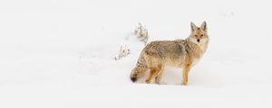 Preview wallpaper coyote, animal, snow, winter, wildlife