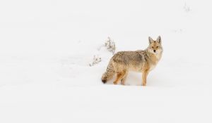 Preview wallpaper coyote, animal, snow, winter, wildlife