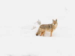 Preview wallpaper coyote, animal, snow, winter, wildlife