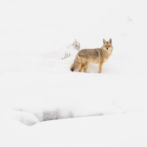 Preview wallpaper coyote, animal, snow, winter, wildlife