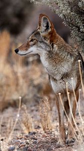 Preview wallpaper coyote, animal, wildlife, brown, gray