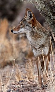 Preview wallpaper coyote, animal, wildlife, brown, gray