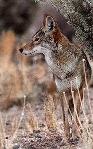 Preview wallpaper coyote, animal, wildlife, brown, gray