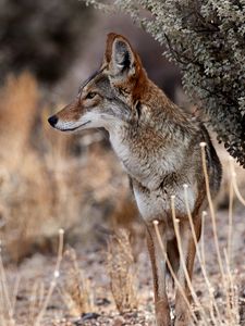 Preview wallpaper coyote, animal, wildlife, brown, gray