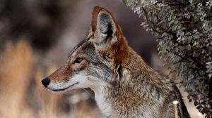 Coyote wallpapers hd, desktop backgrounds, images and pictures