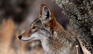 Preview wallpaper coyote, animal, wildlife, brown, gray